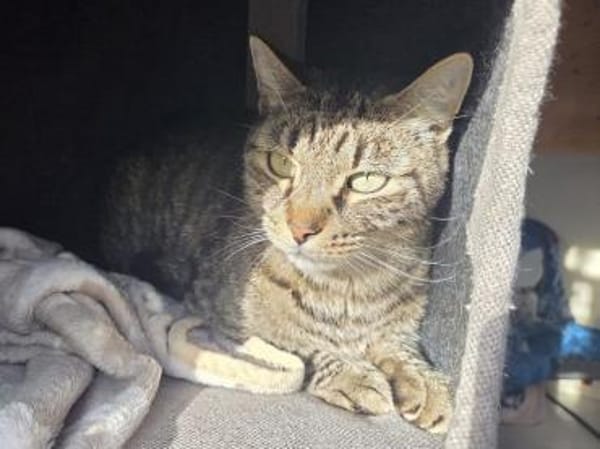 TIGER-hübscher, charmanter Kater