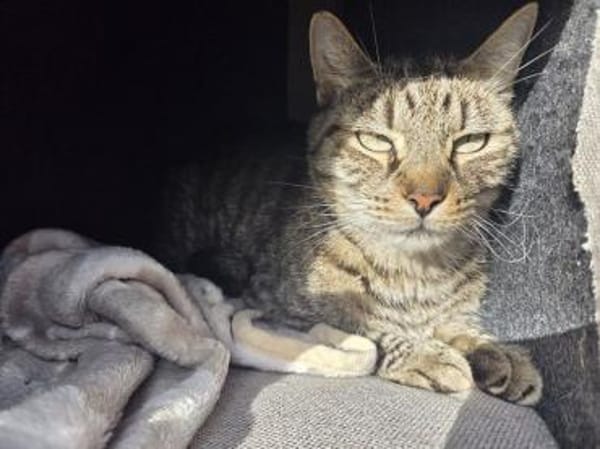 TIGER-hübscher, charmanter Kater