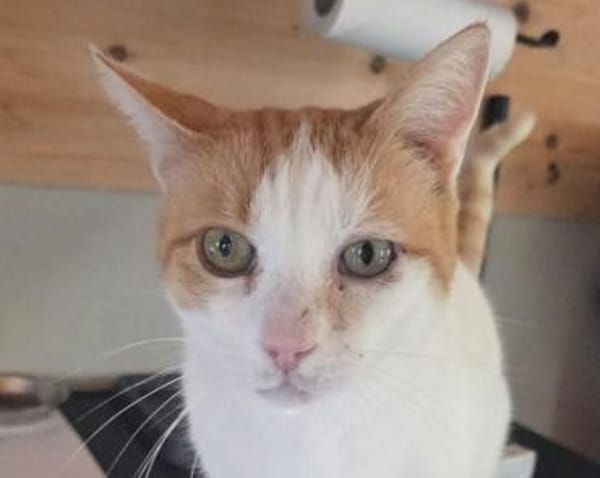 BEETHOVEN-entspannter,verschmuster Kater