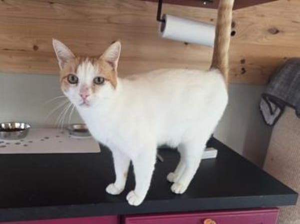 BEETHOVEN-entspannter,verschmuster Kater