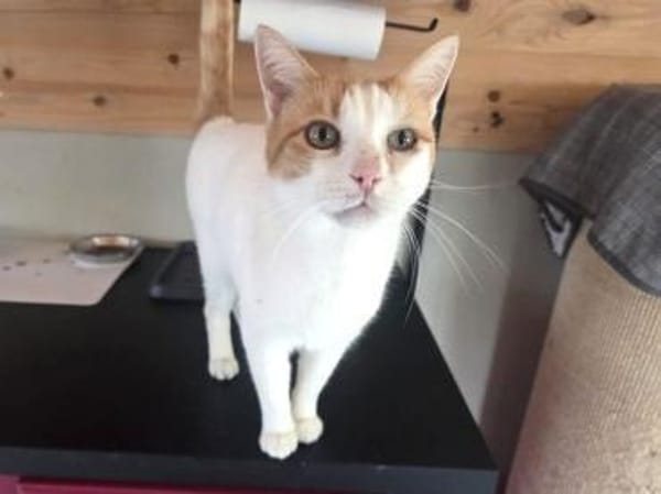 BEETHOVEN-entspannter,verschmuster Kater