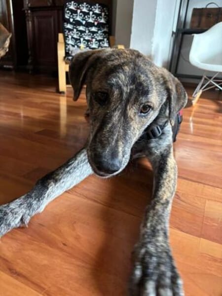 CUPCAKE * freundlicher Hundejunge