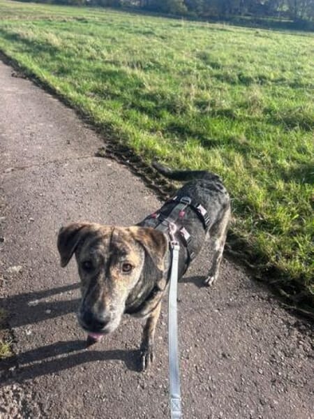 CUPCAKE * freundlicher Hundejunge