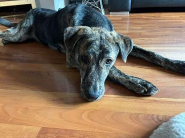 CUPCAKE * freundlicher Hundejunge