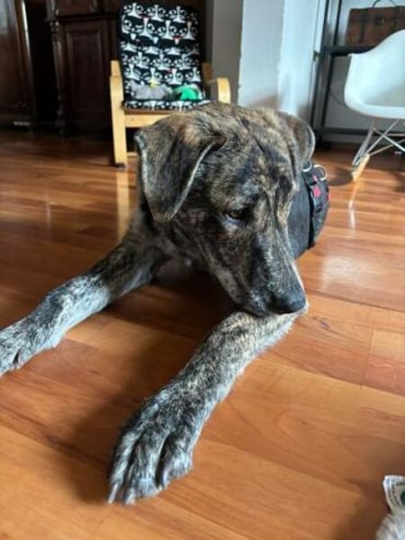 CUPCAKE * freundlicher Hundejunge