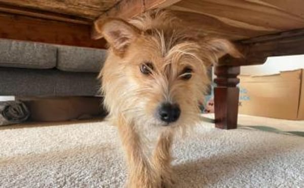 Celina sucht eine aktive Familie