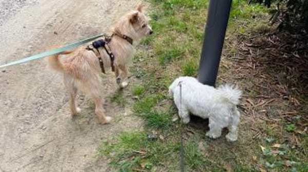 Celina sucht eine aktive Familie