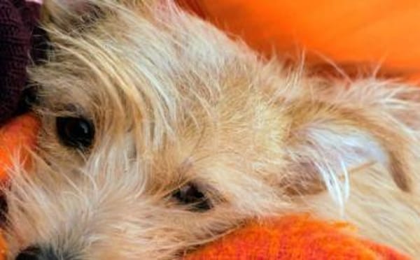 Celina sucht eine aktive Familie