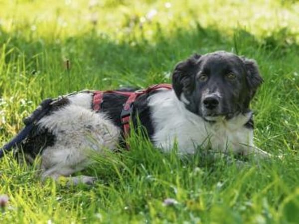 Möchten Sie Peppe adoptieren?