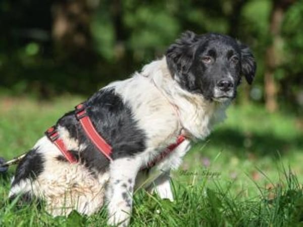 Möchten Sie Peppe adoptieren?