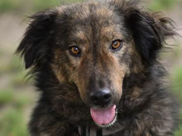 Zauberhafte Mona sucht Ihr Zuhause