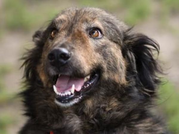 Zauberhafte Mona sucht Ihr Zuhause