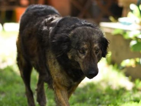 Zauberhafte Mona sucht Ihr Zuhause