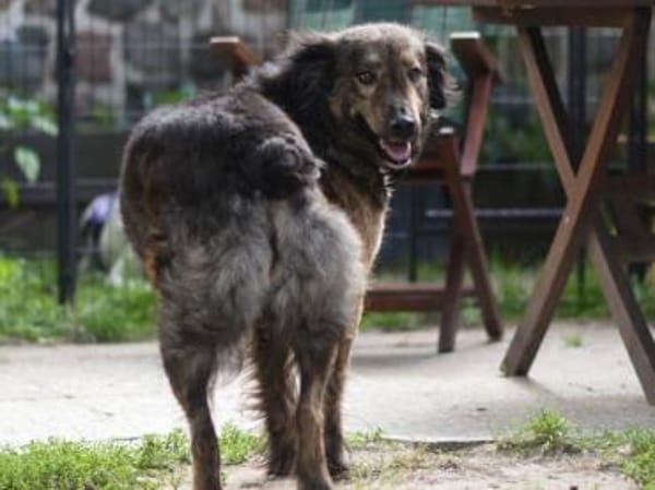 Zauberhafte Mona sucht Ihr Zuhause