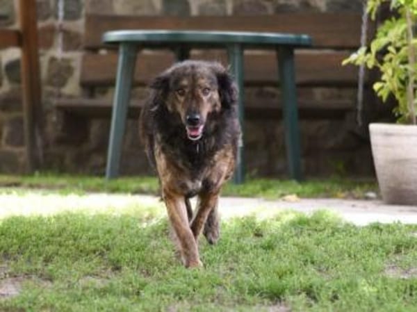 Zauberhafte Mona sucht Ihr Zuhause