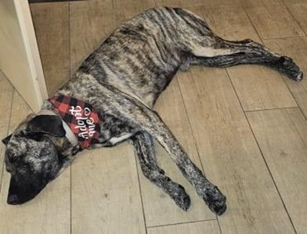 Nando eine Seele von Bub / 82284