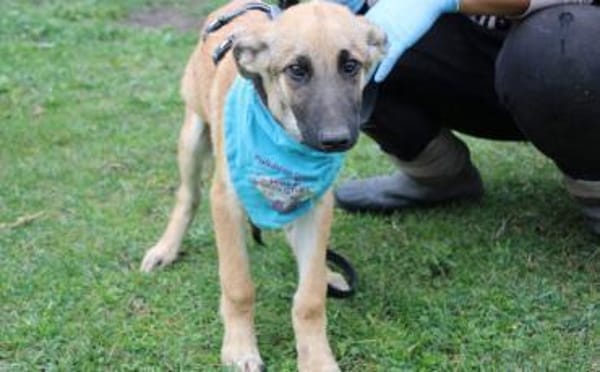 Peppino sucht sein Körbchen