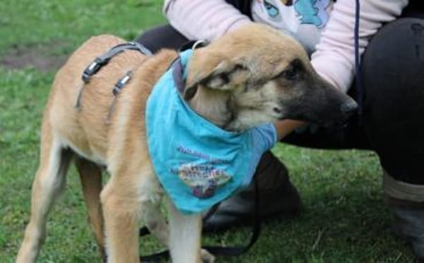 Peppino sucht sein Körbchen