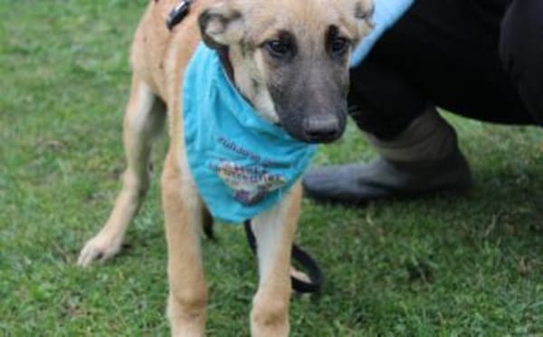 Peppino sucht sein Körbchen