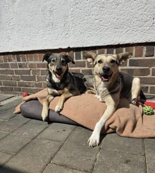 Dreamteam sucht gemeinsames Zuhause ❤