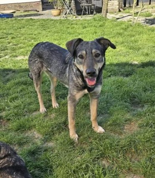 Dreamteam sucht gemeinsames Zuhause ❤