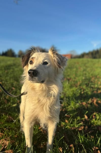 Jimmy möchte sein Herz verschenken...