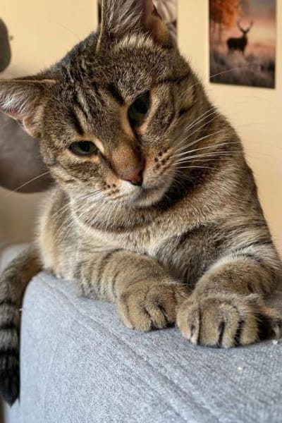 Myria  braucht Sicherheit 🐱