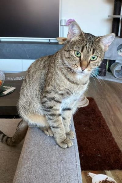 Myria  braucht Sicherheit 🐱