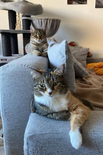 Myria  braucht Sicherheit 🐱