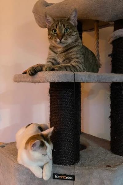 Myria  braucht Sicherheit 🐱