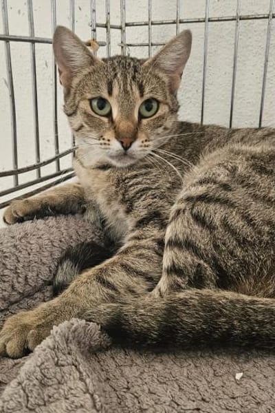 Myria  braucht Sicherheit 🐱