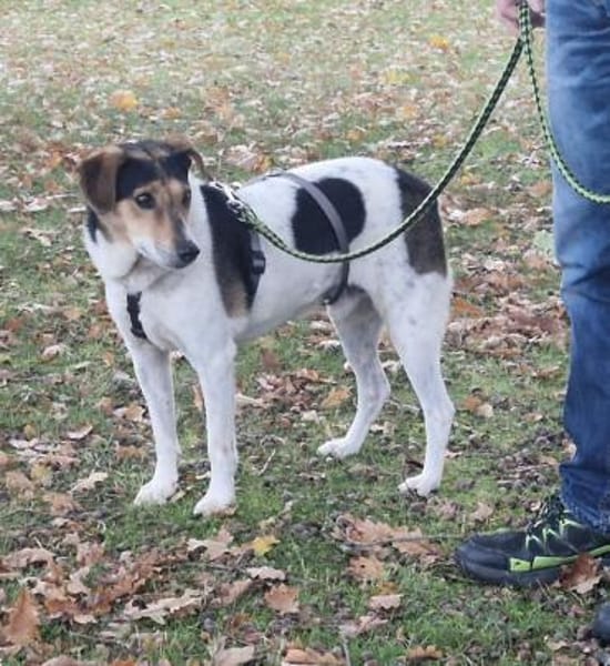 Pepper, sanfte Seele möchte ankommen