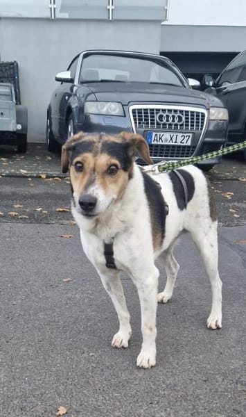 Pepper, sanfte Seele möchte ankommen