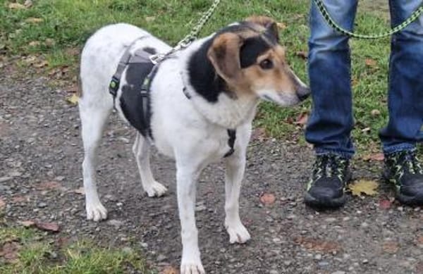 Pepper, sanfte Seele möchte ankommen