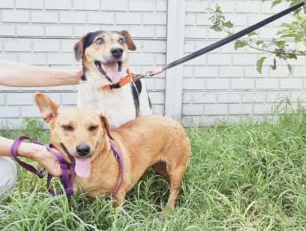 Pepper, sanfte Seele möchte ankommen