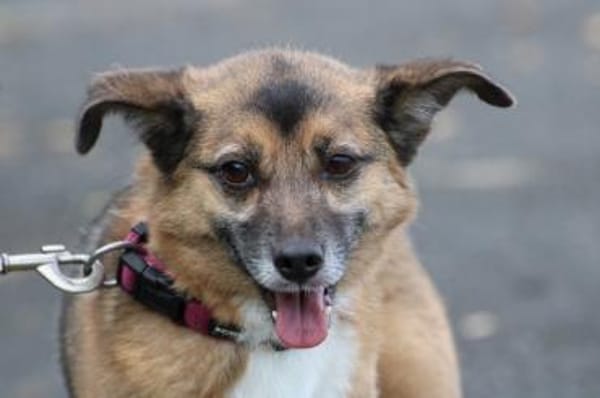 Toika - liebenswert u. sehr anhänglich