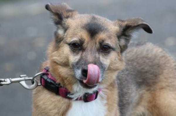 Toika - liebenswert u. sehr anhänglich