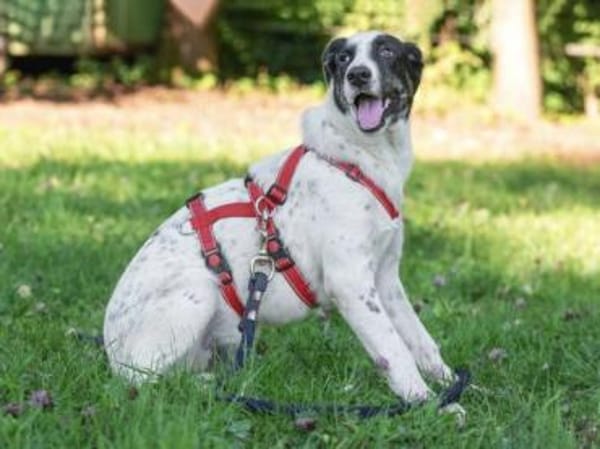 Prince freut sich auf seine neue Familie