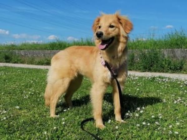 Patta braucht hundeerfahrene Menschen