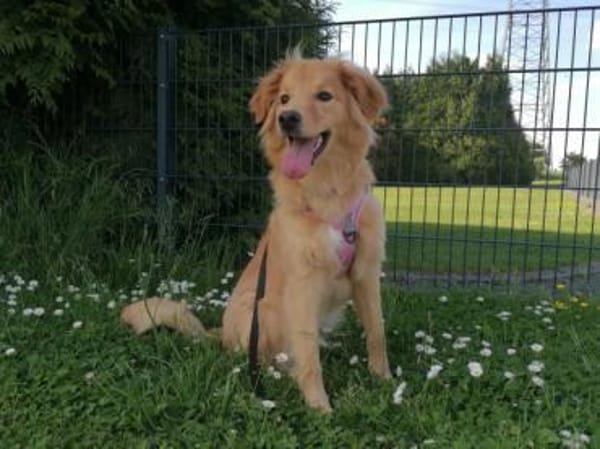 Patta braucht hundeerfahrene Menschen