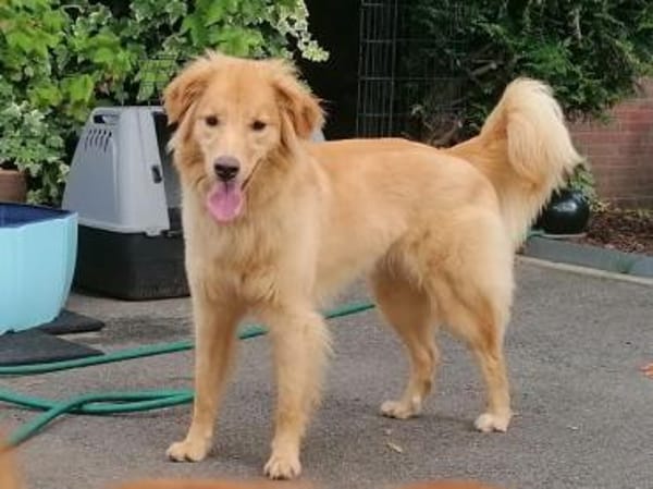 Patta braucht hundeerfahrene Menschen