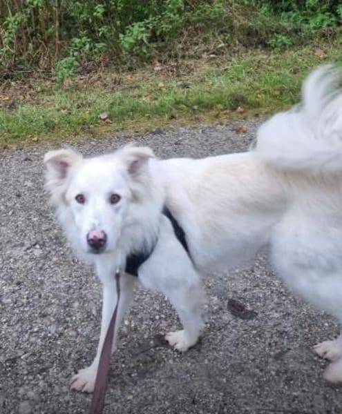 Snow sucht seine Familie / Partner