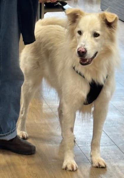 Snow sucht seine Familie / Partner