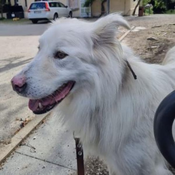 Snow sucht seine Familie / Partner