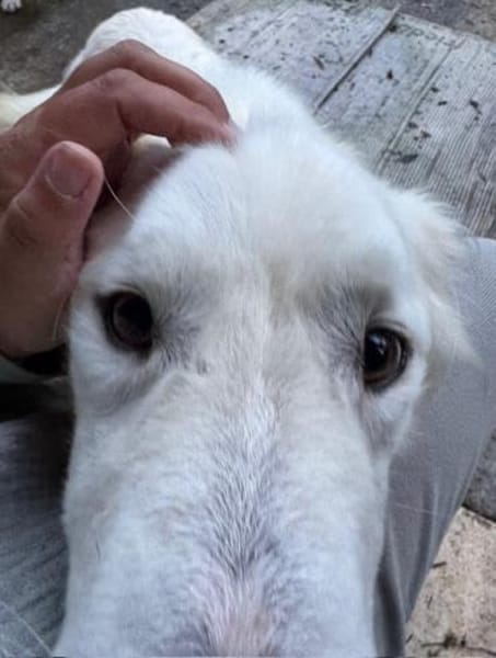 Snow sucht seine Familie / Partner