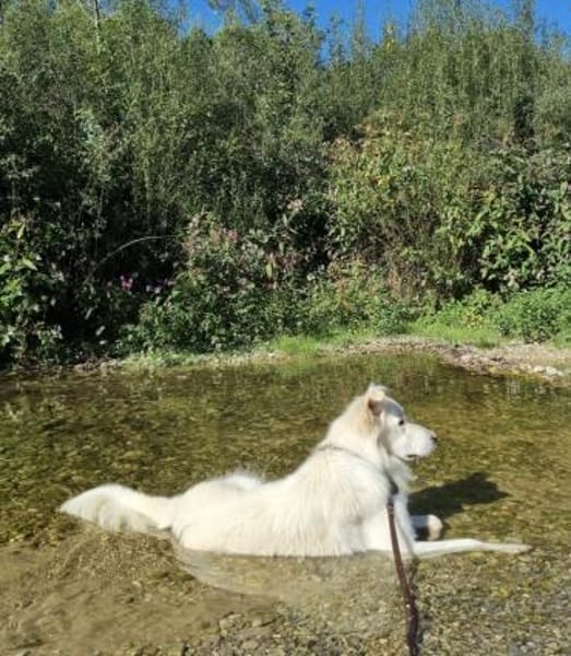 Snow sucht seine Familie / Partner