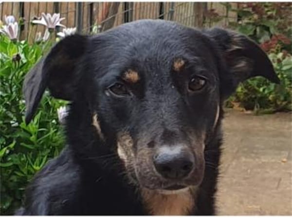 Django -wartet in 96160 Geiselwind