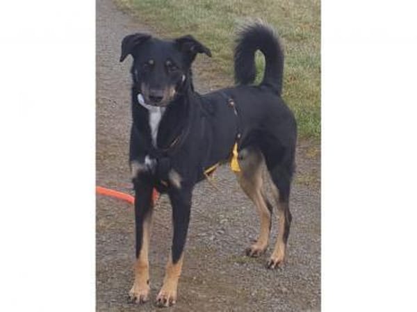 Django -wartet in 96160 Geiselwind