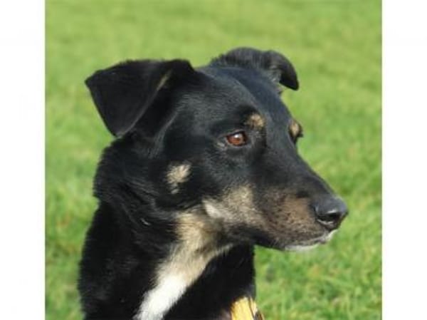 Django -wartet in 96160 Geiselwind