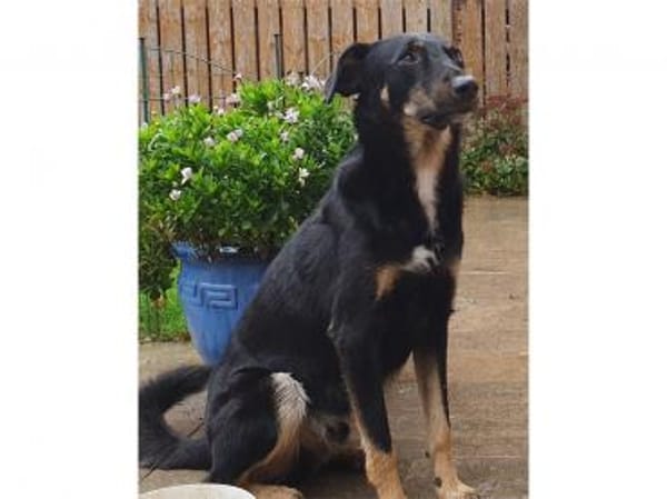 Django -wartet in 96160 Geiselwind